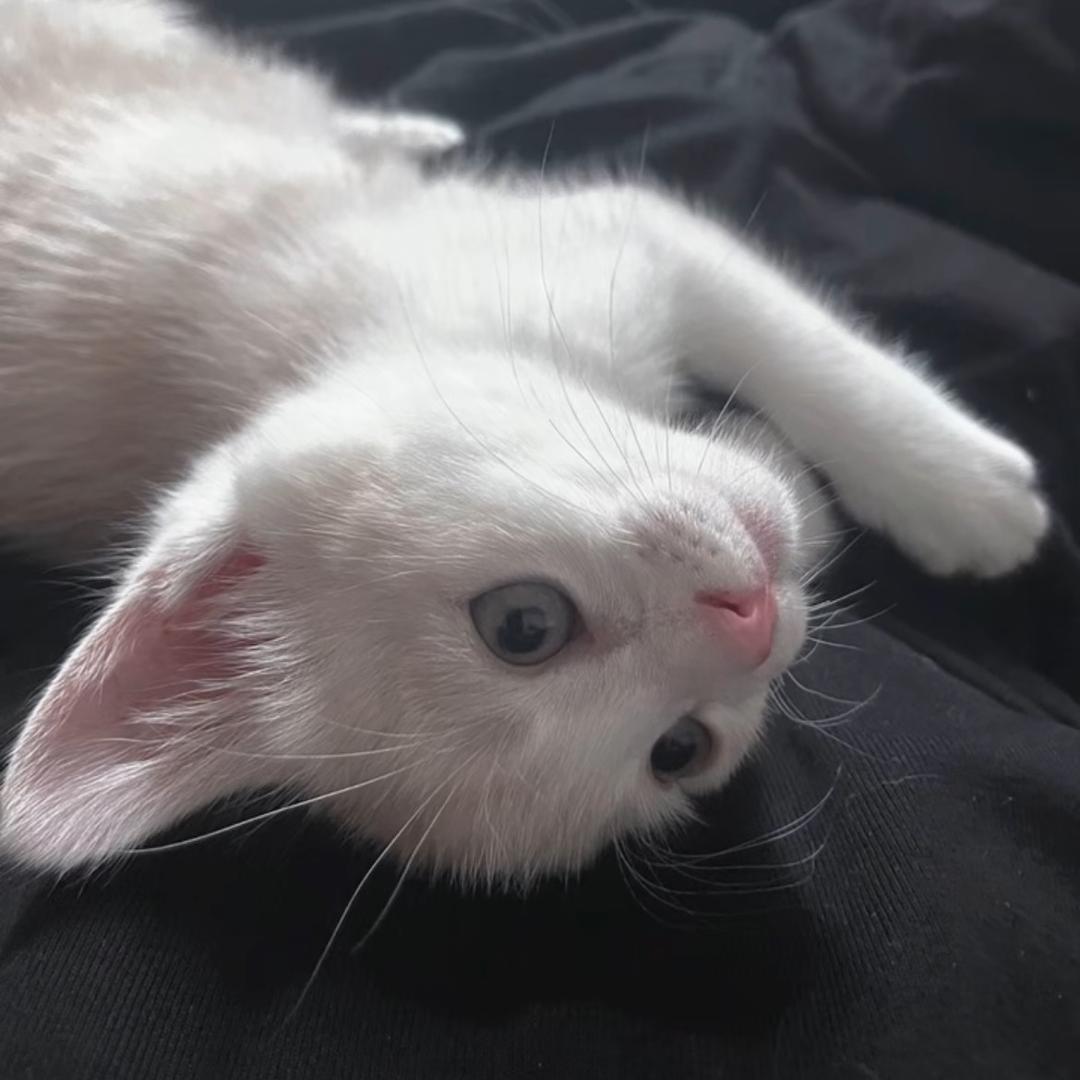鸡糖泥