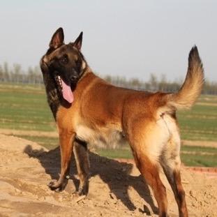 马犬 黑狼