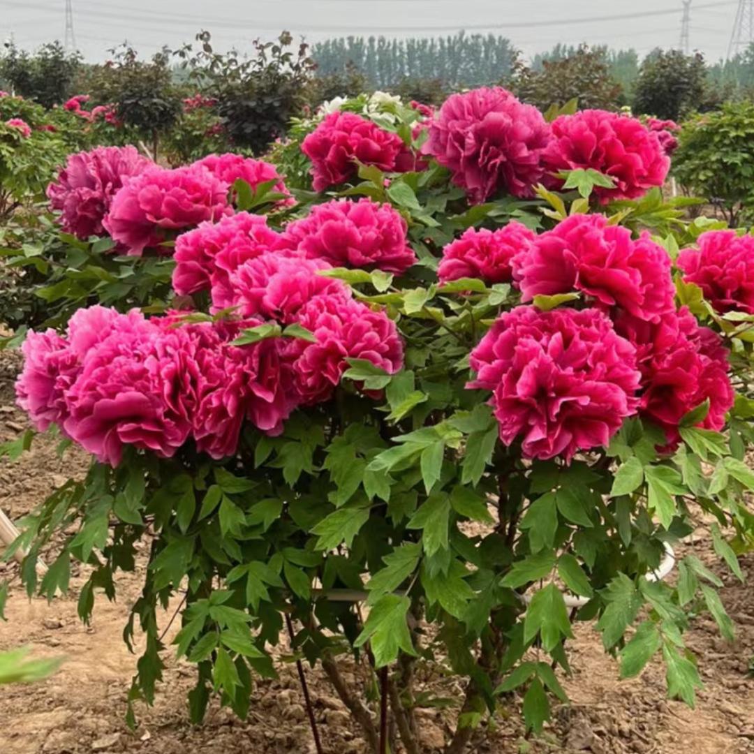 菏泽喜乐-牛嫂牡丹