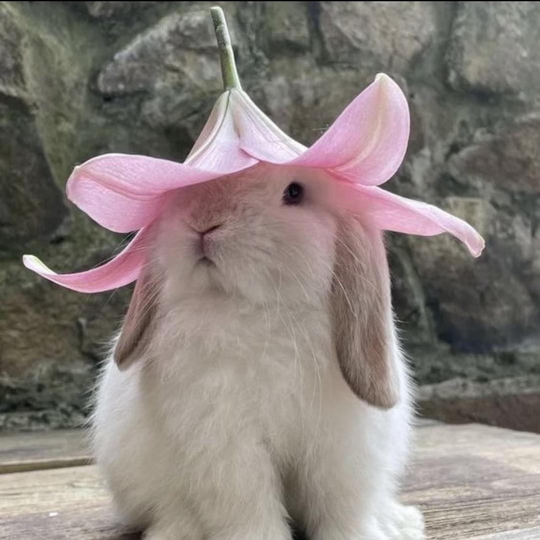 鱼鱼