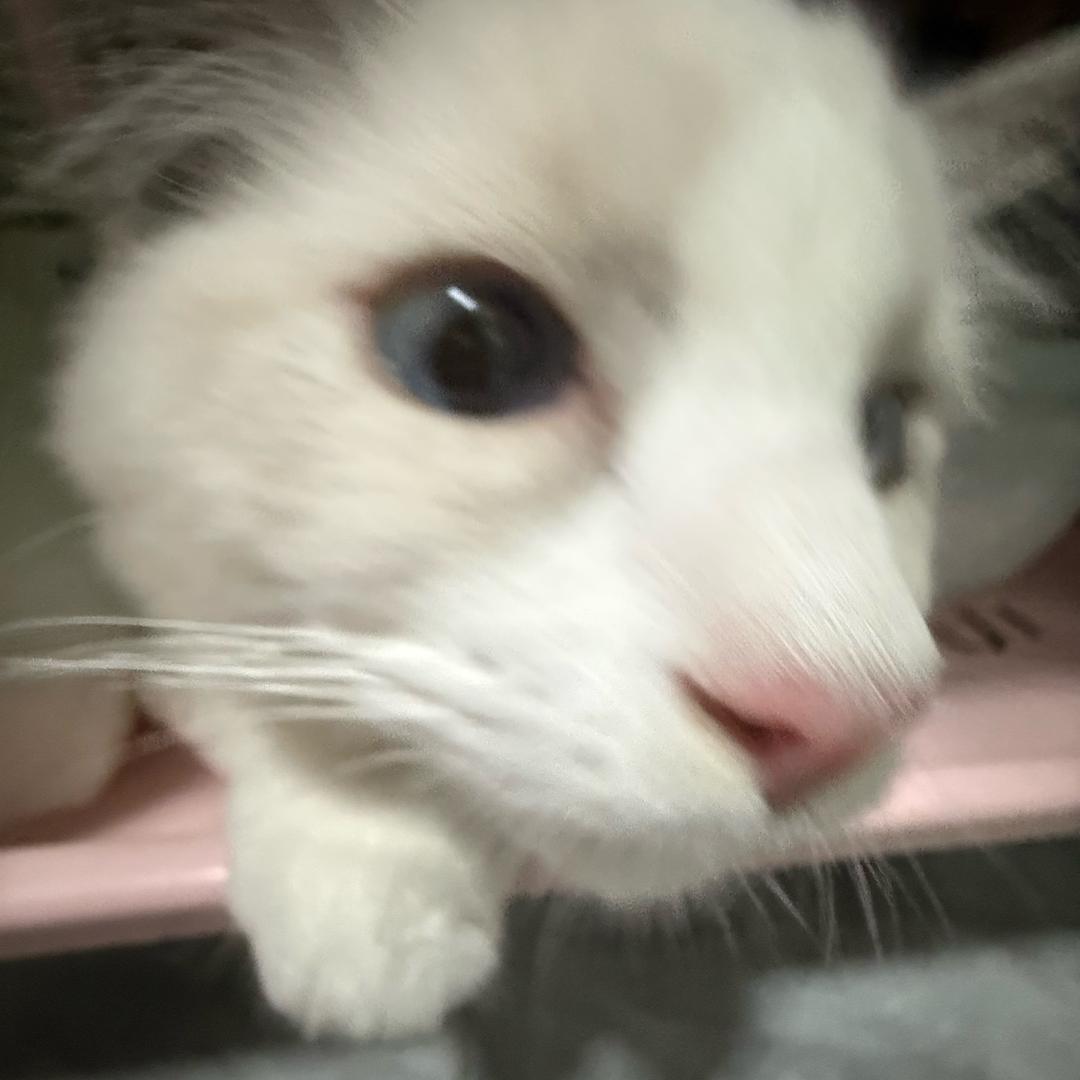 小小土