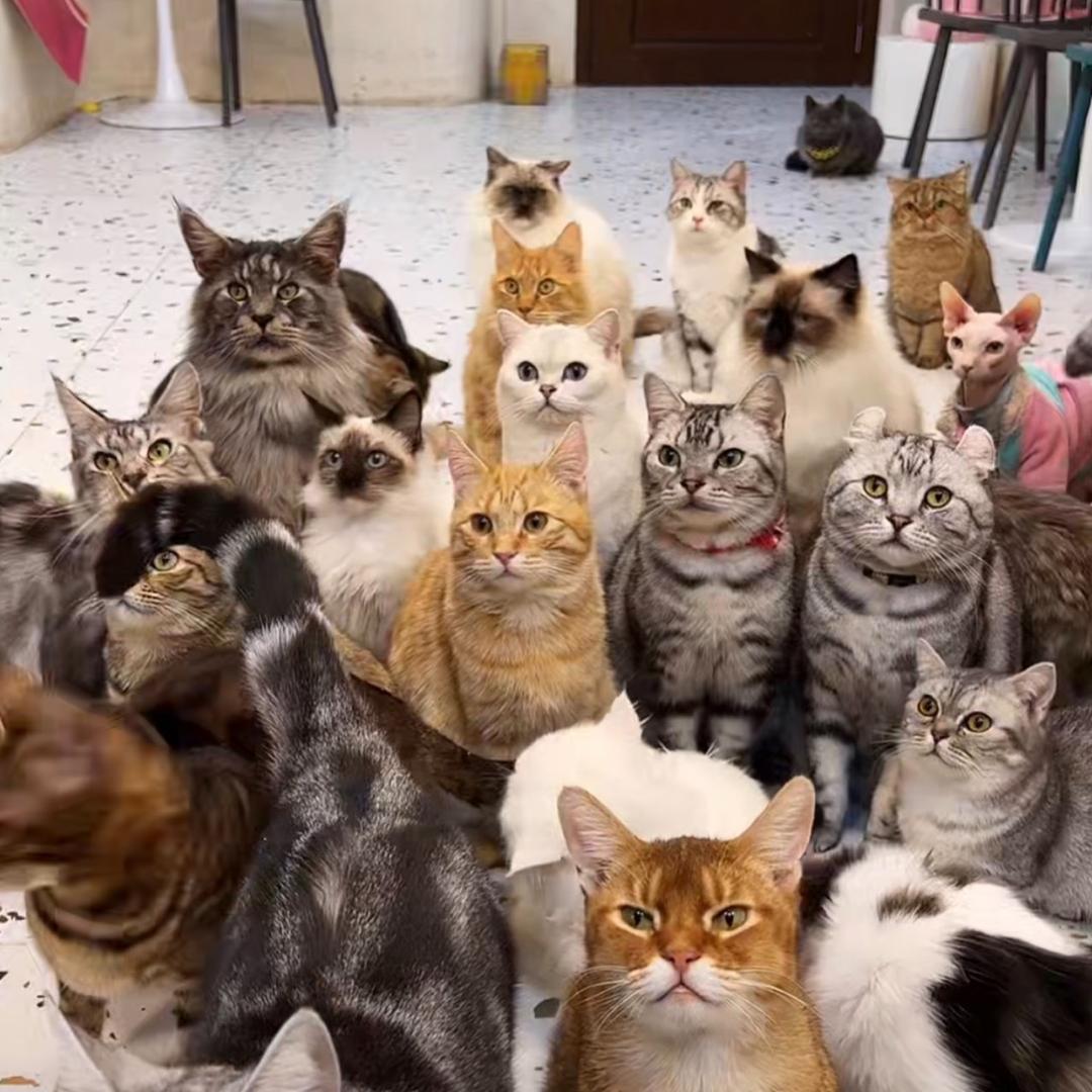 猫时光猫咖