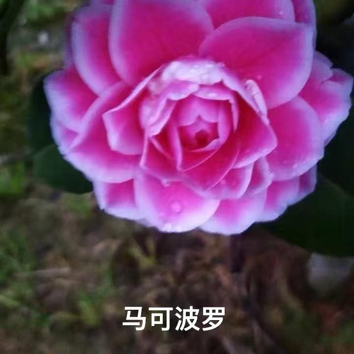 闻香来园艺