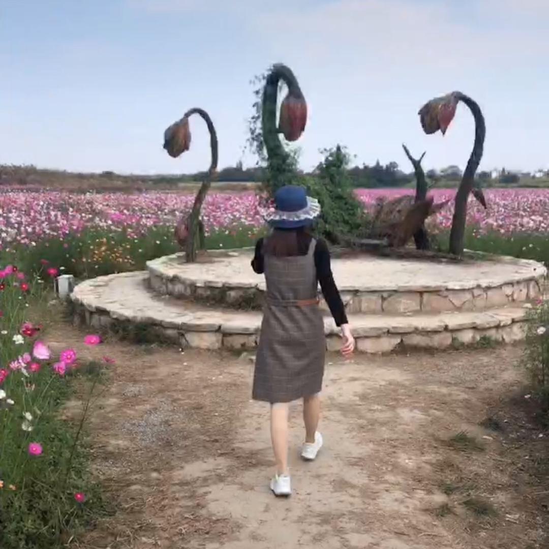 🌸光锅曳舞-晴天🌸
