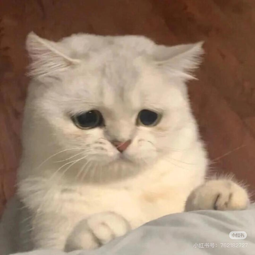 小宝和贝贝是🐱