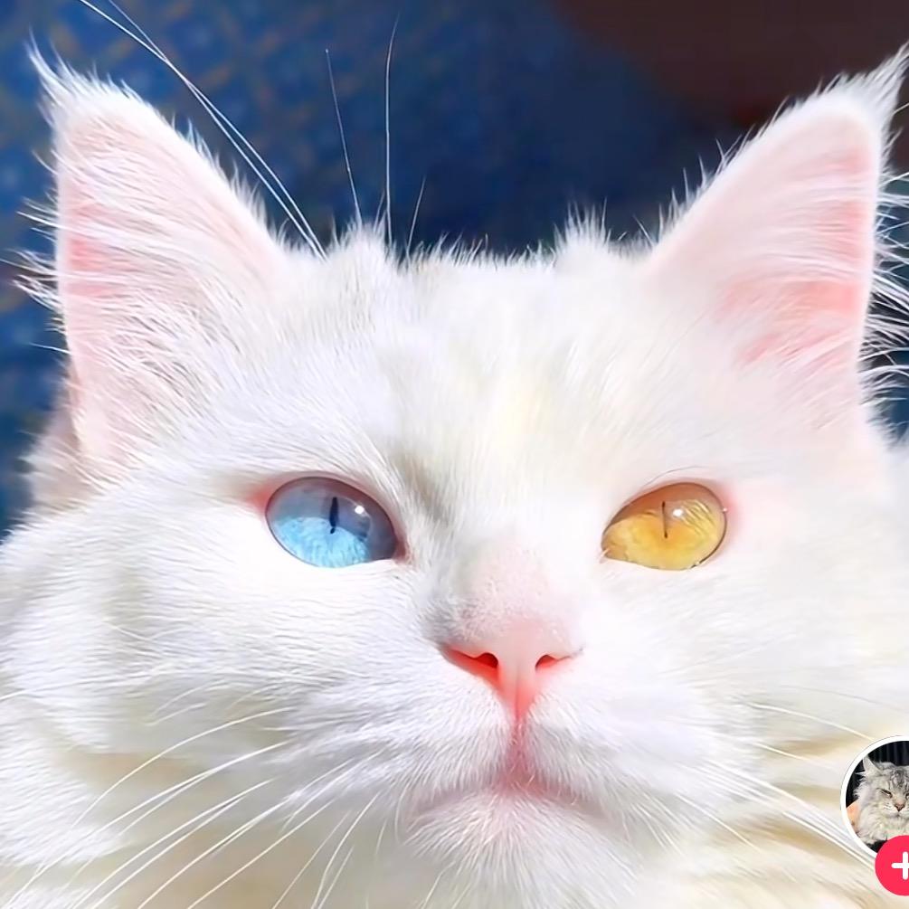 小猫🐱……