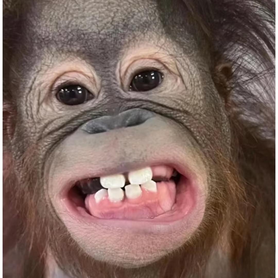 挖笋小猴妍🎓