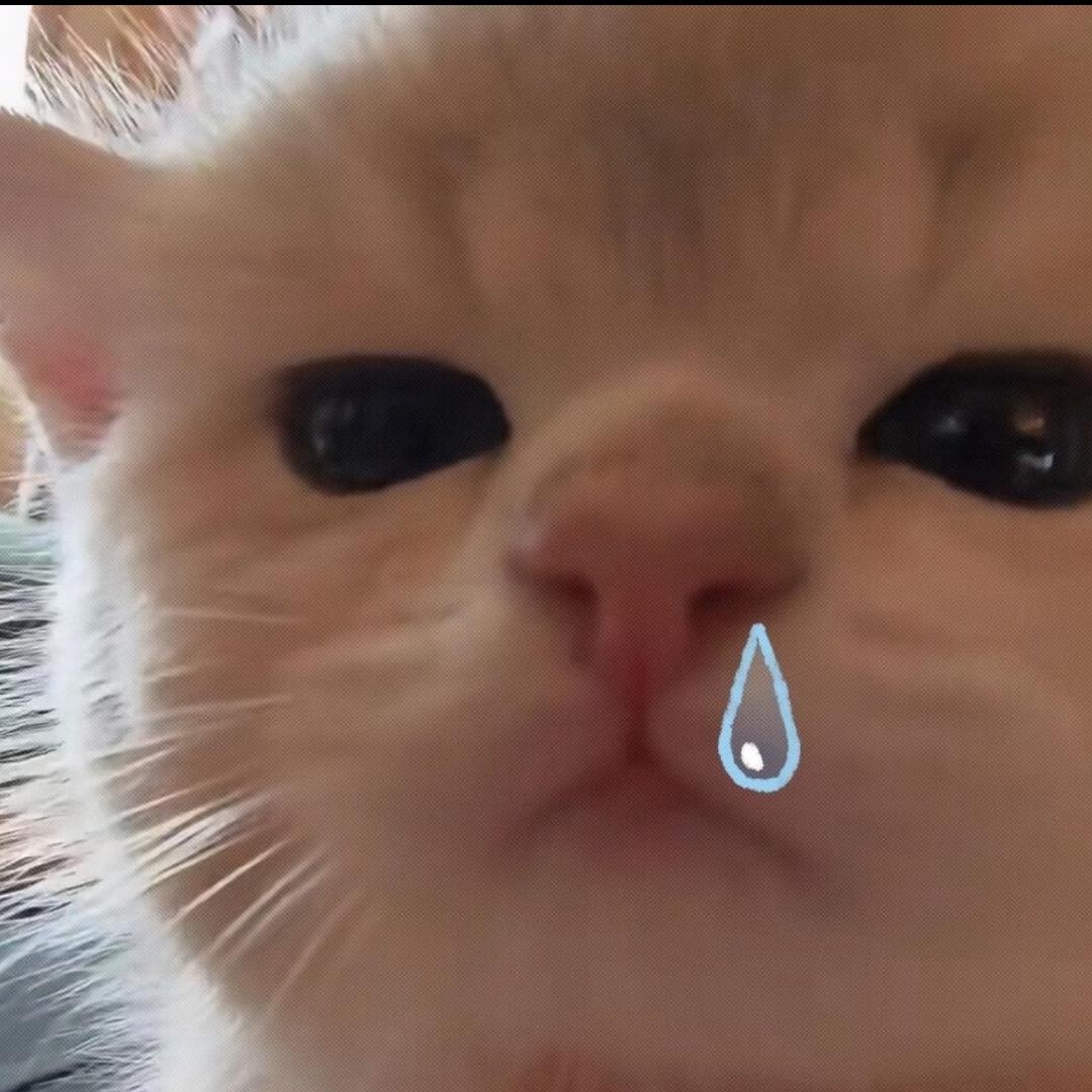 猪猪