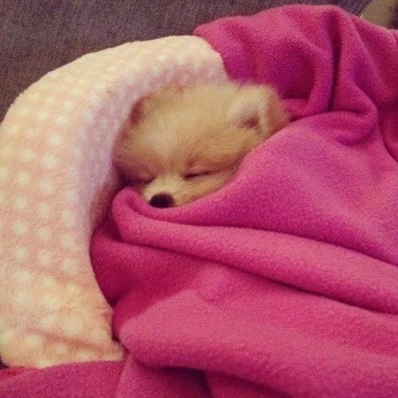 dogkie_