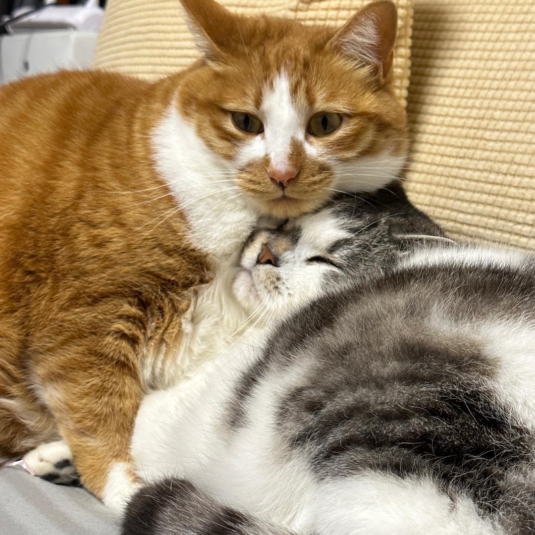 幸仔是只橘猫