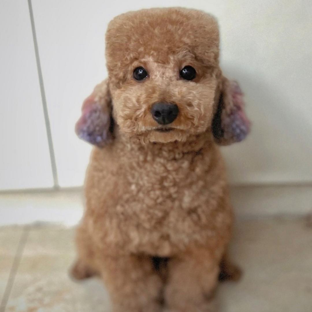 叭太阳射熄火了