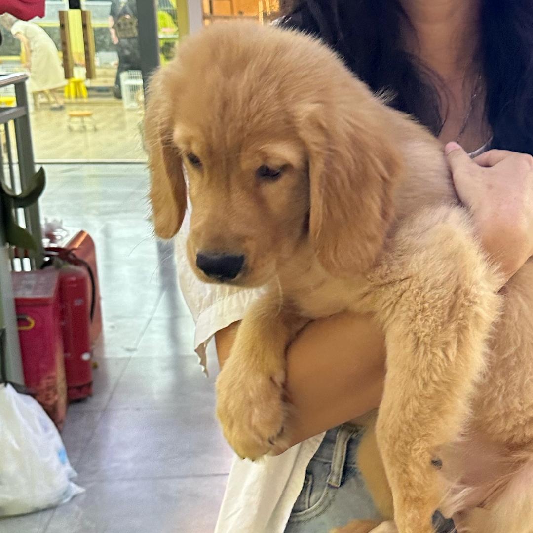 不知道和柯基们