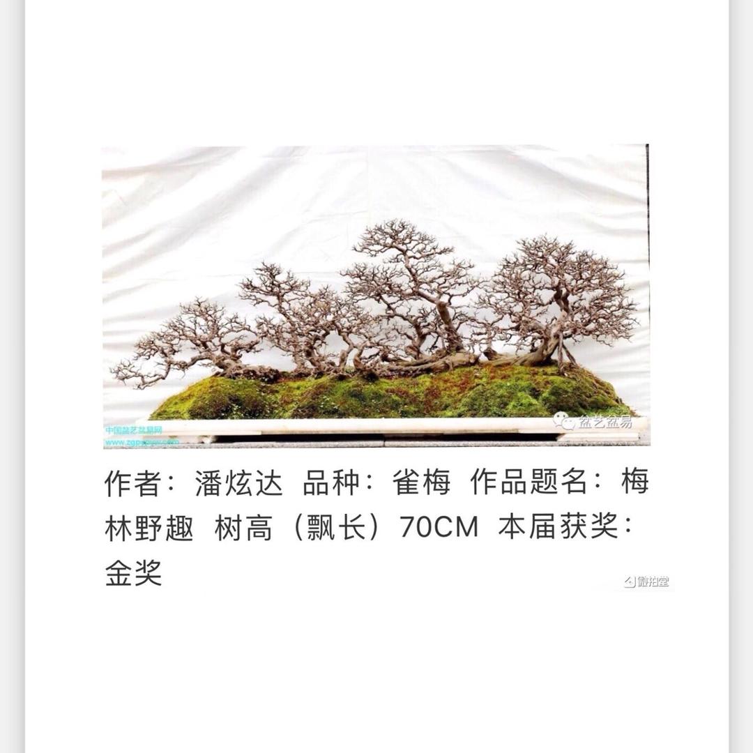 九里香大王子