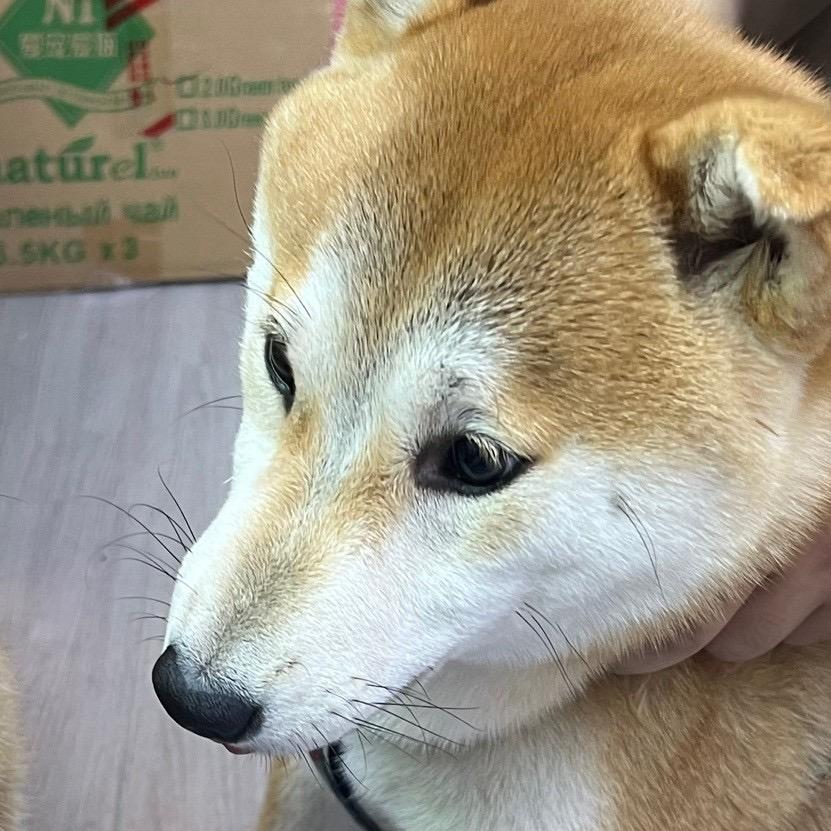 帆帆