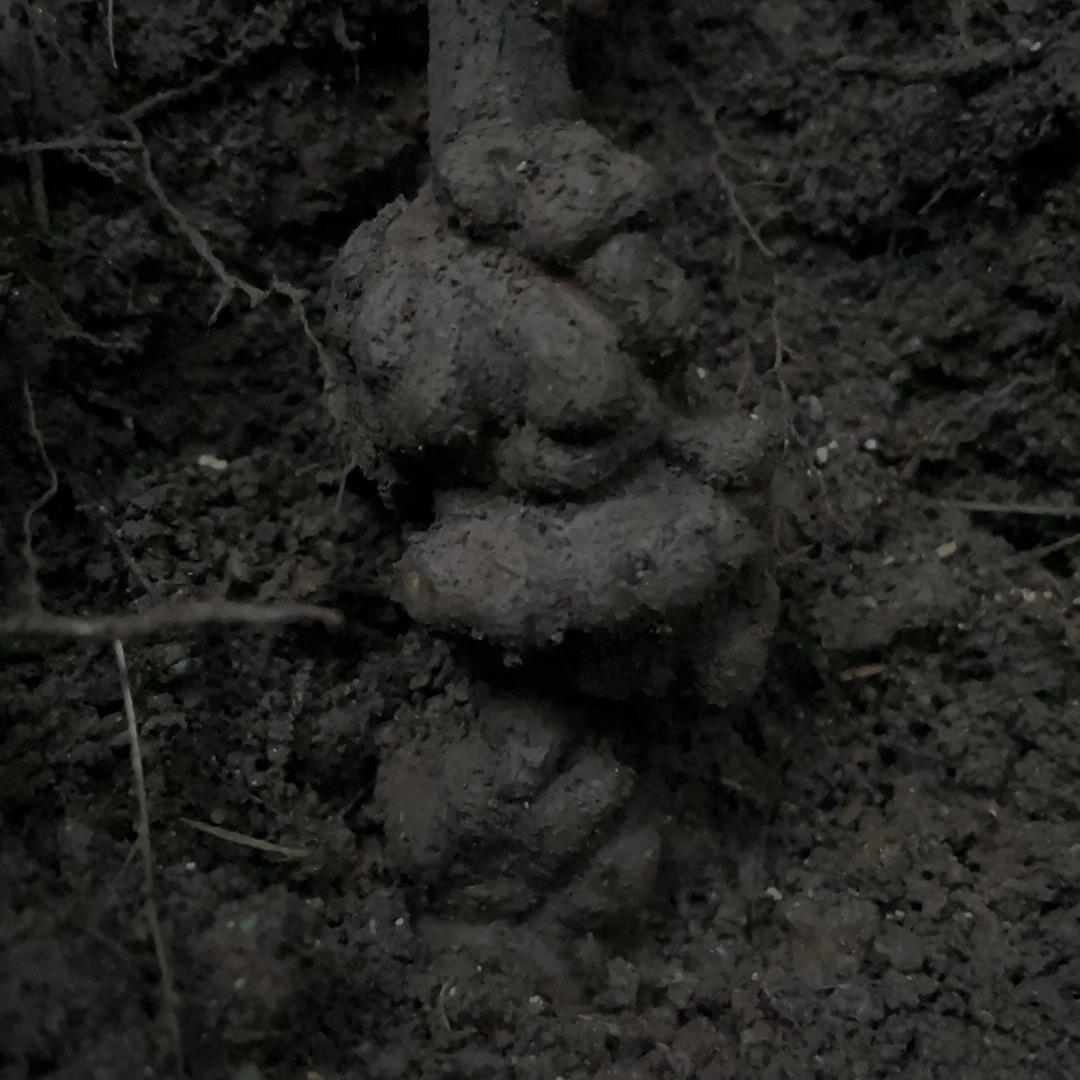 寻漏金弹子园艺、