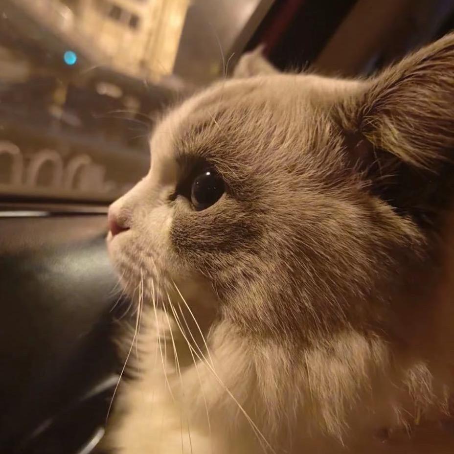 猪🐷