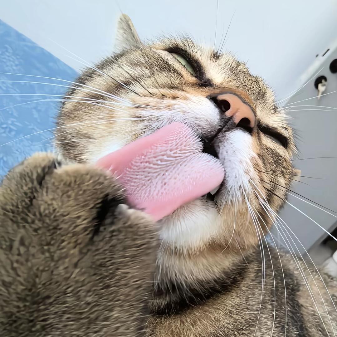 花儿💐