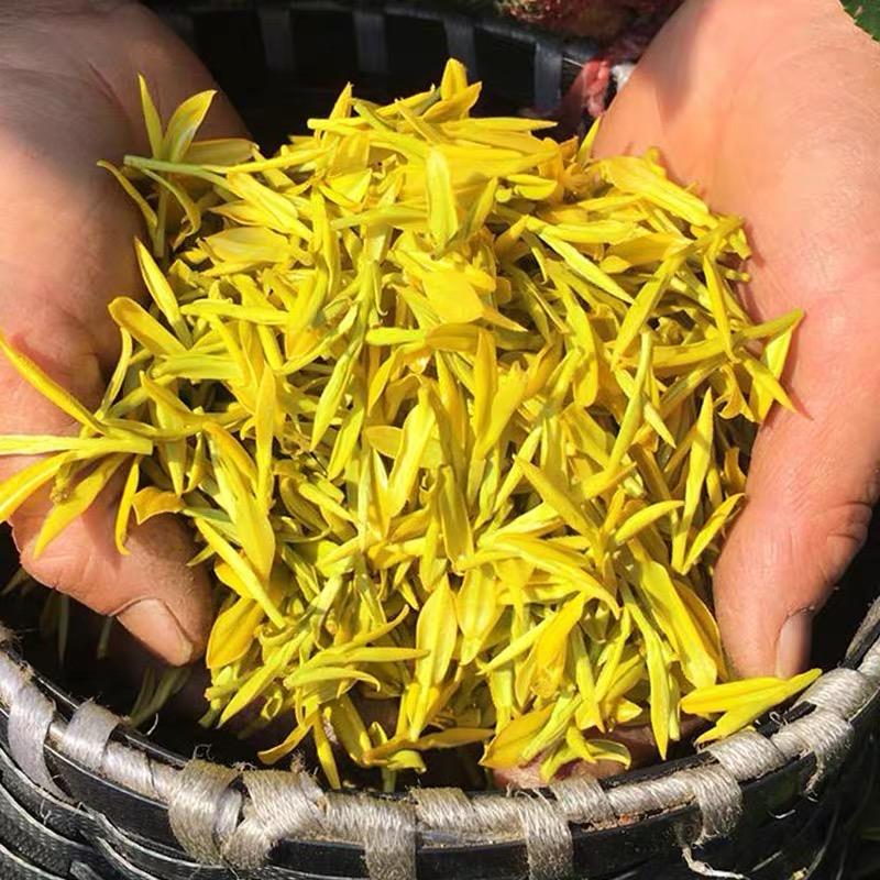 卖黄金芽是可以发家致富的（小华）