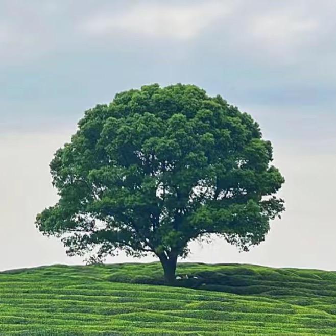 郭大慧