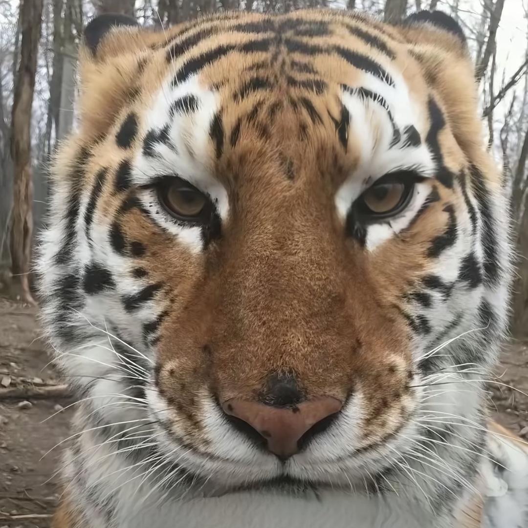 泰ger