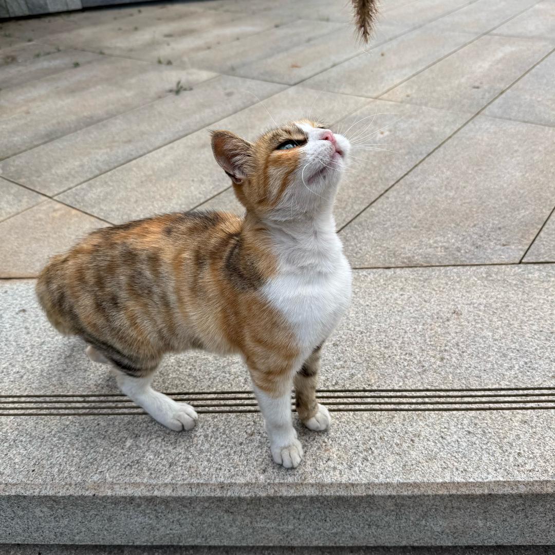 小祖宗🧚🏼‍♂️