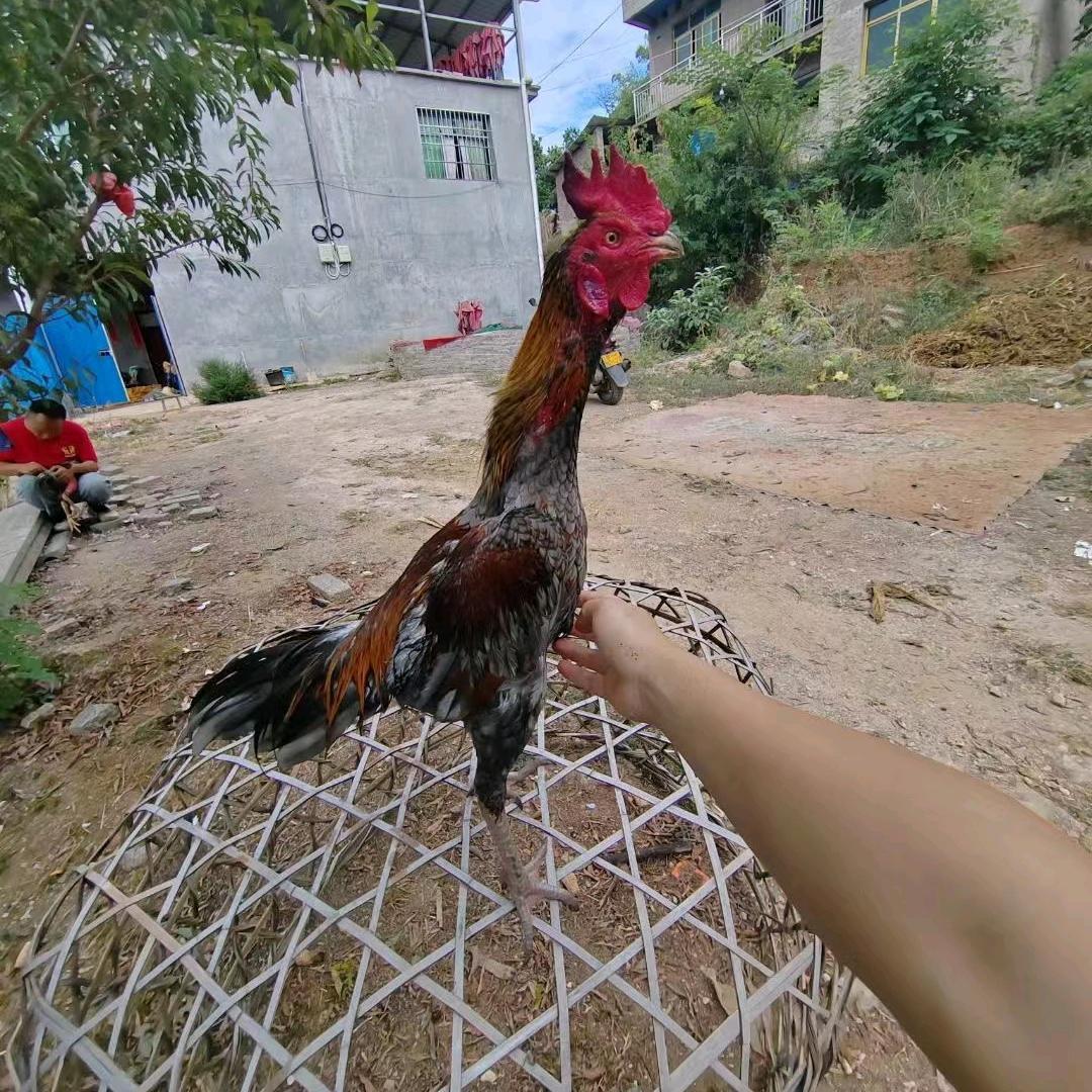 曼哥