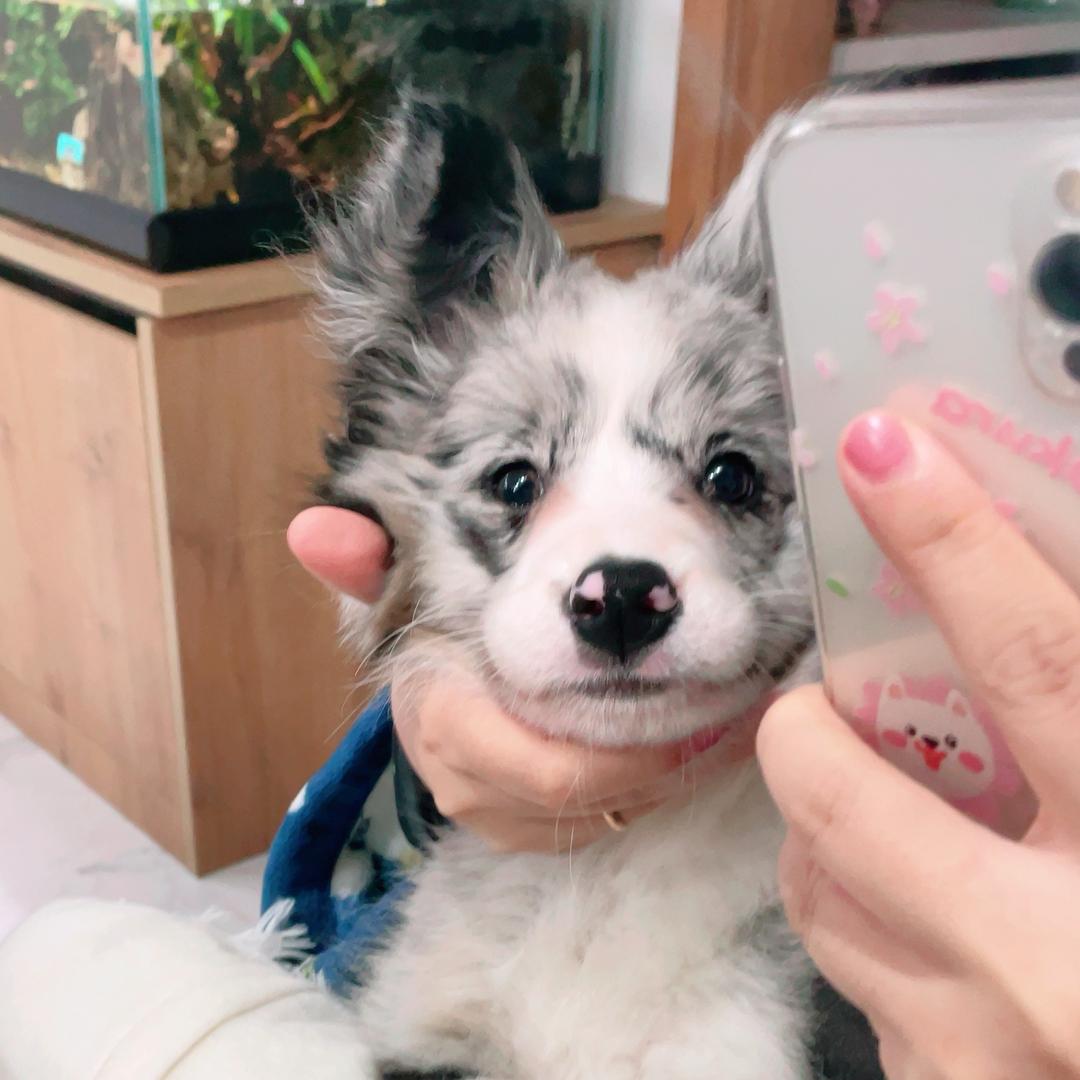 边牧艾玛和小兔叽们