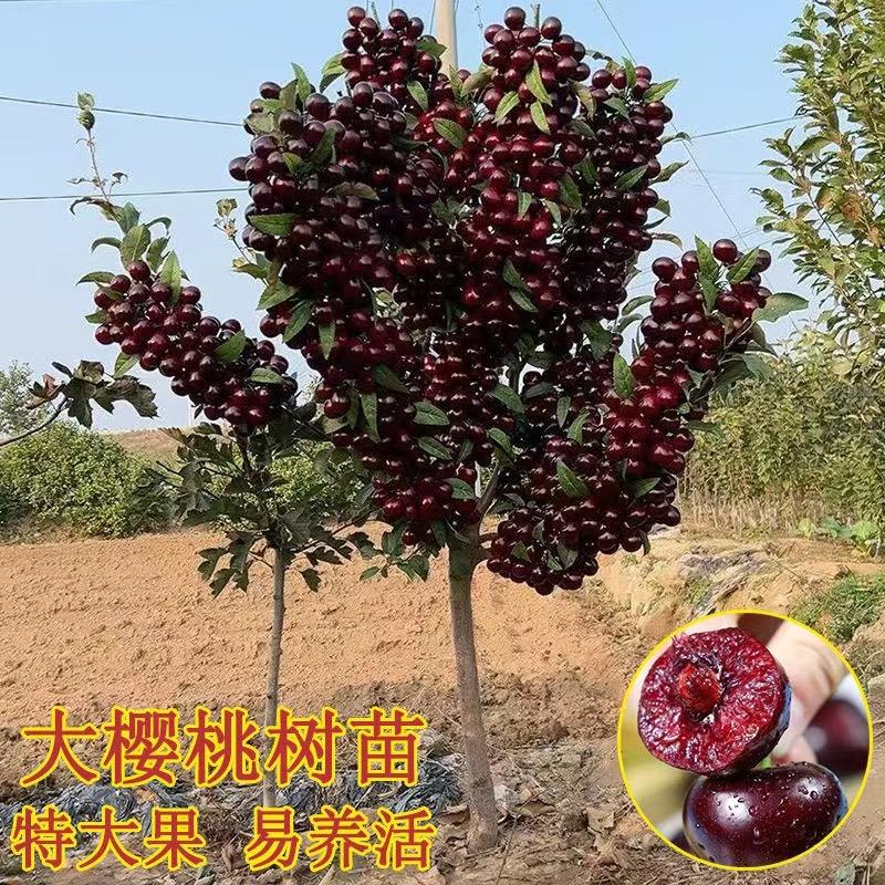 智洲千亩良田果树苗木专卖店