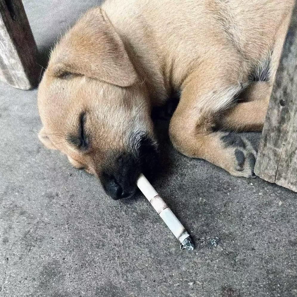 小飞机
