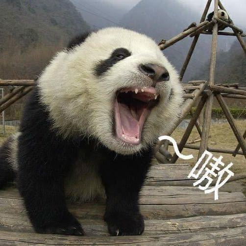 游戏熊猫