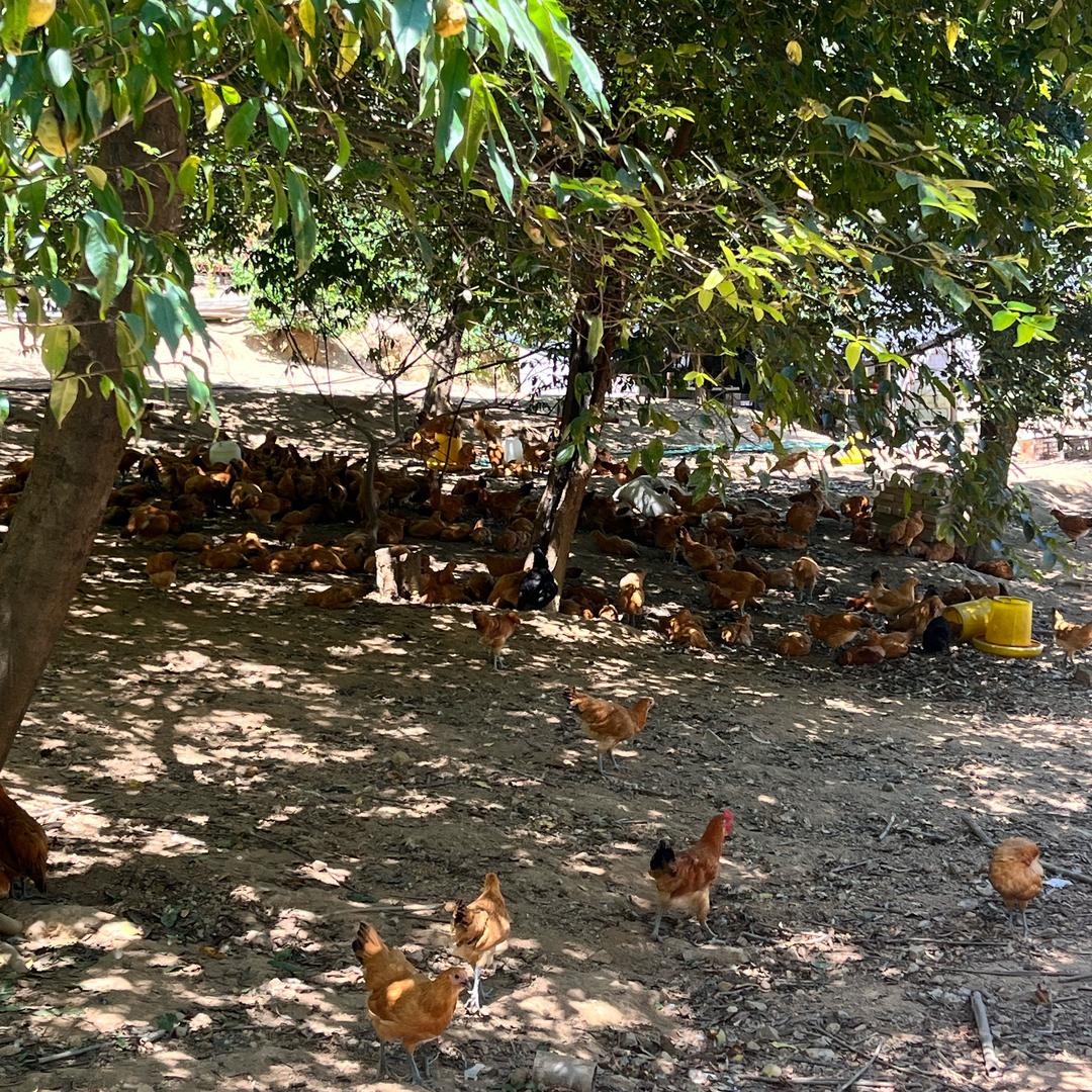 方公子💯家庭农场