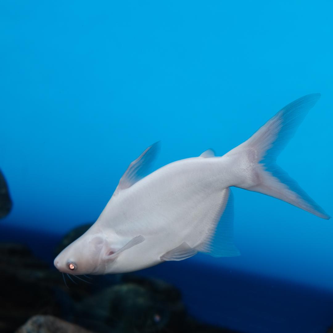 莫蒂（三角洲行动）