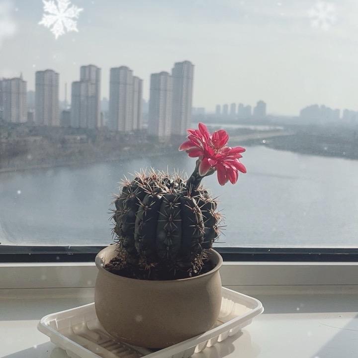 晏如居