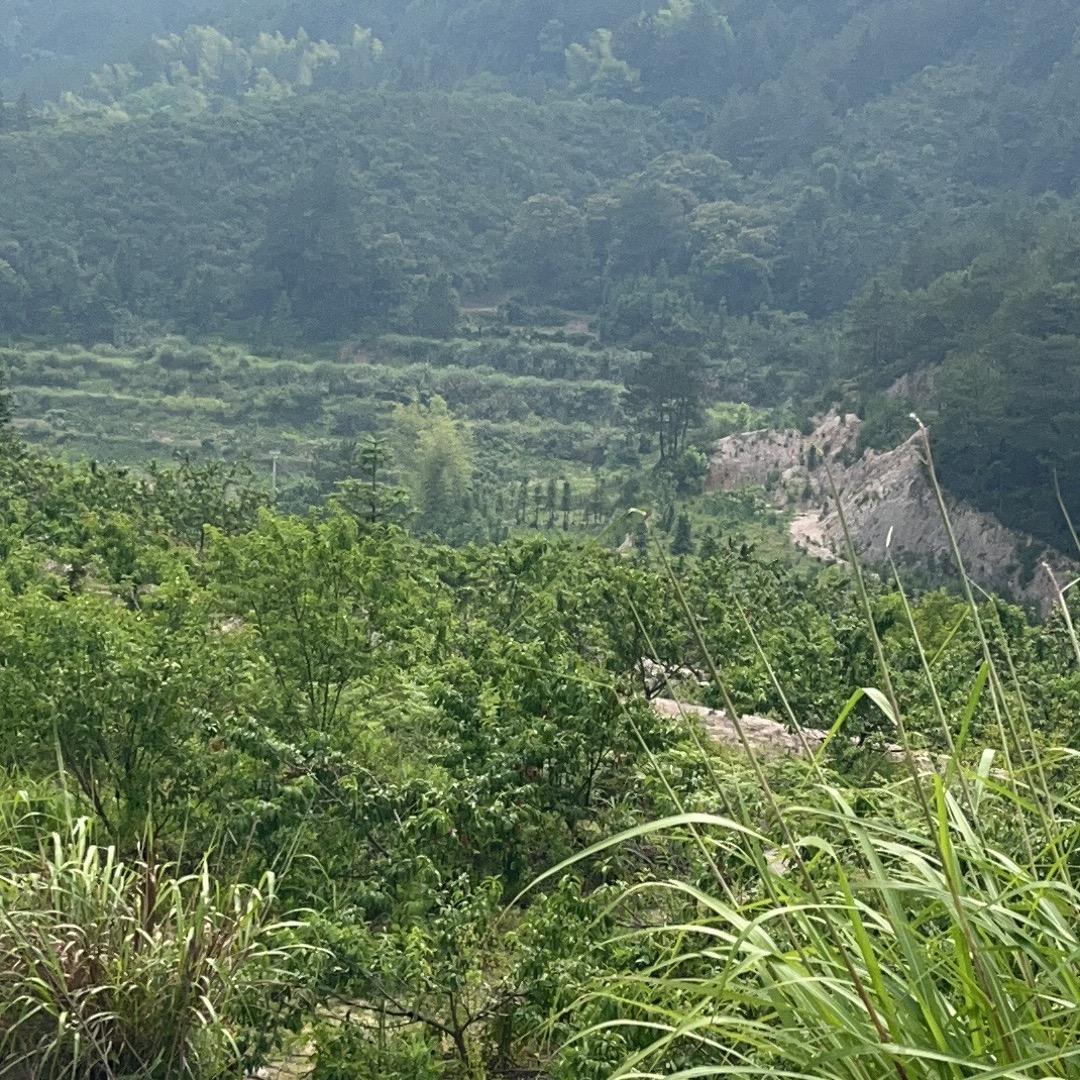 阿凡提