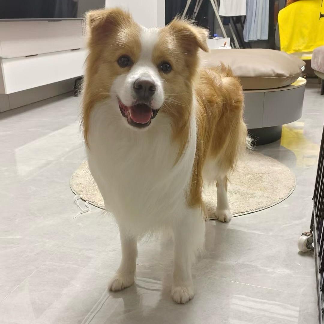 边牧🐾 张泡芙