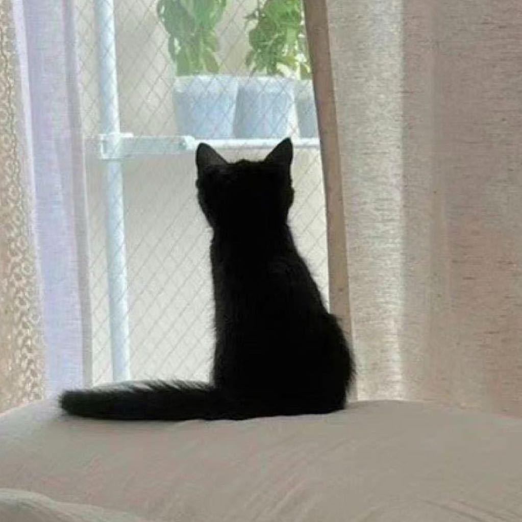 一只特立独行的🐱