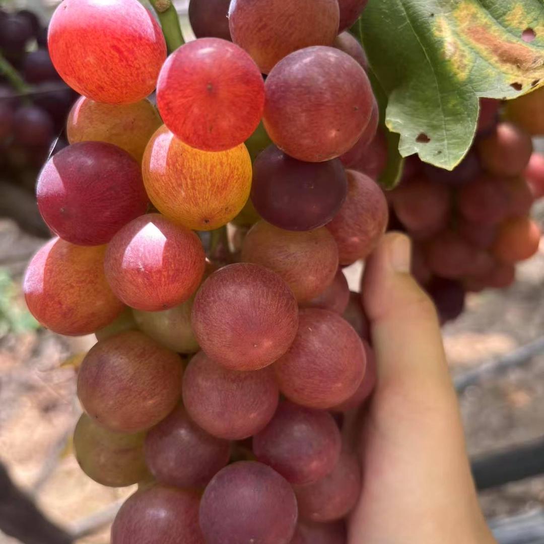 鲜达水果小时达