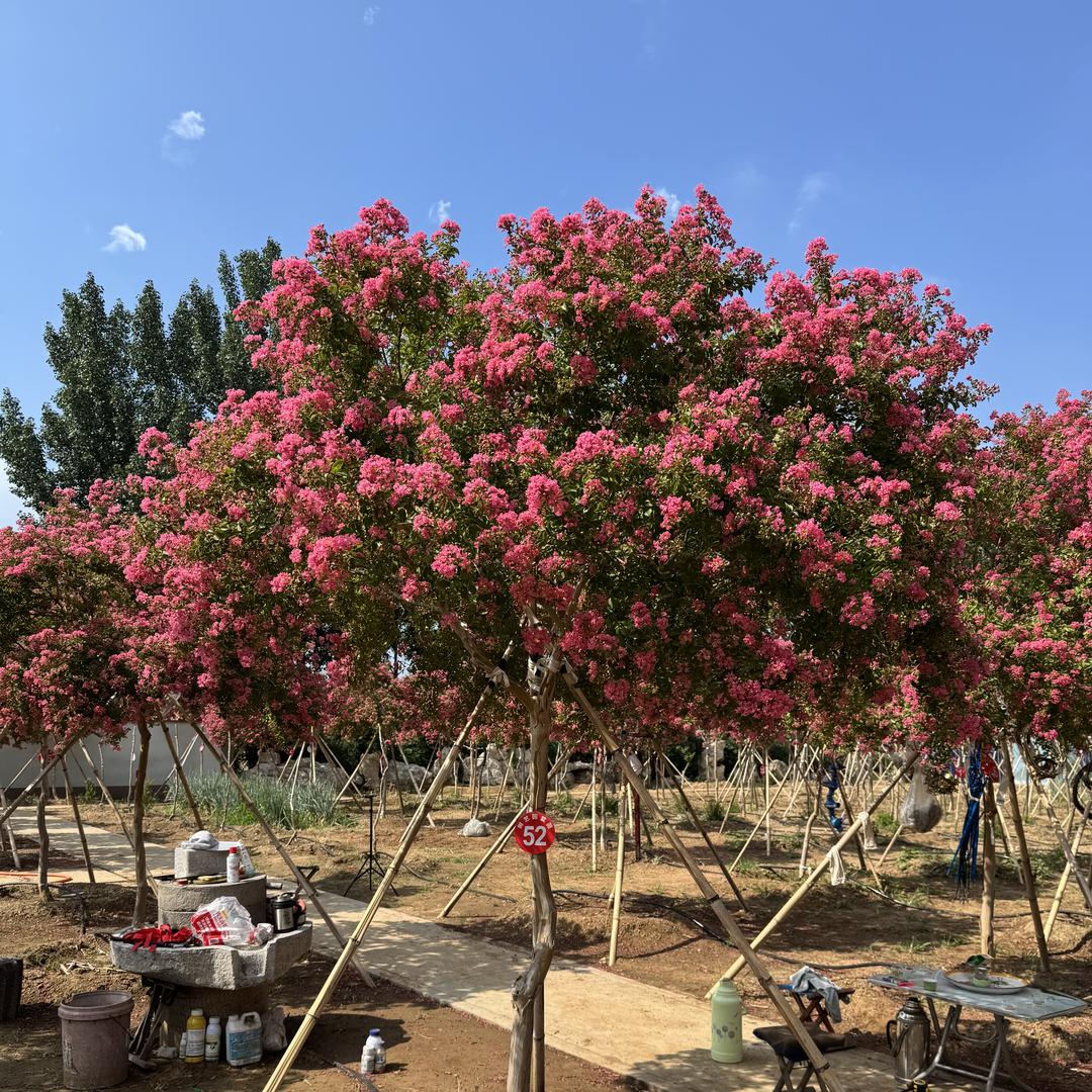 昌乐县树艺园紫薇甄选