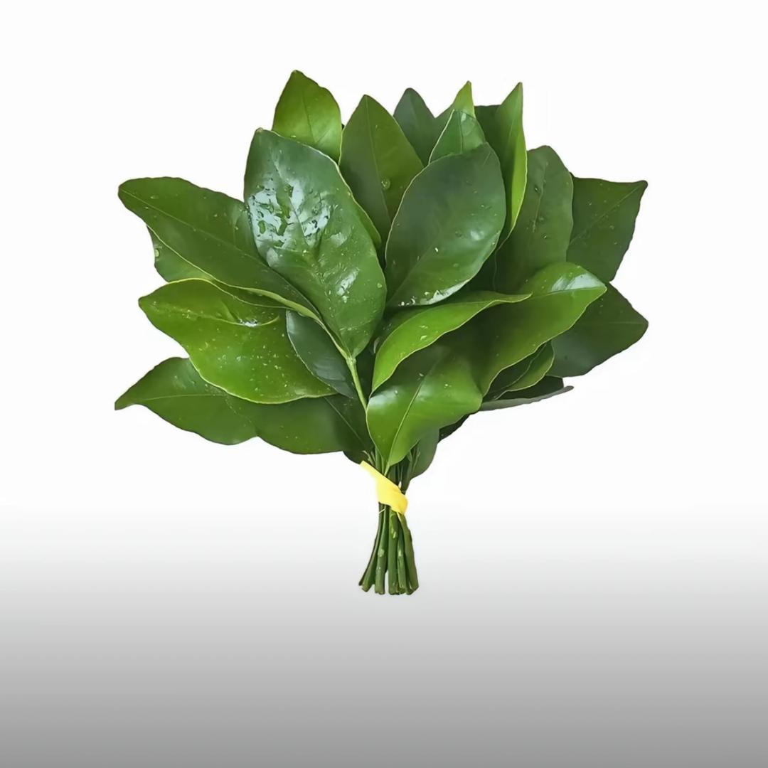 智障研究所所长