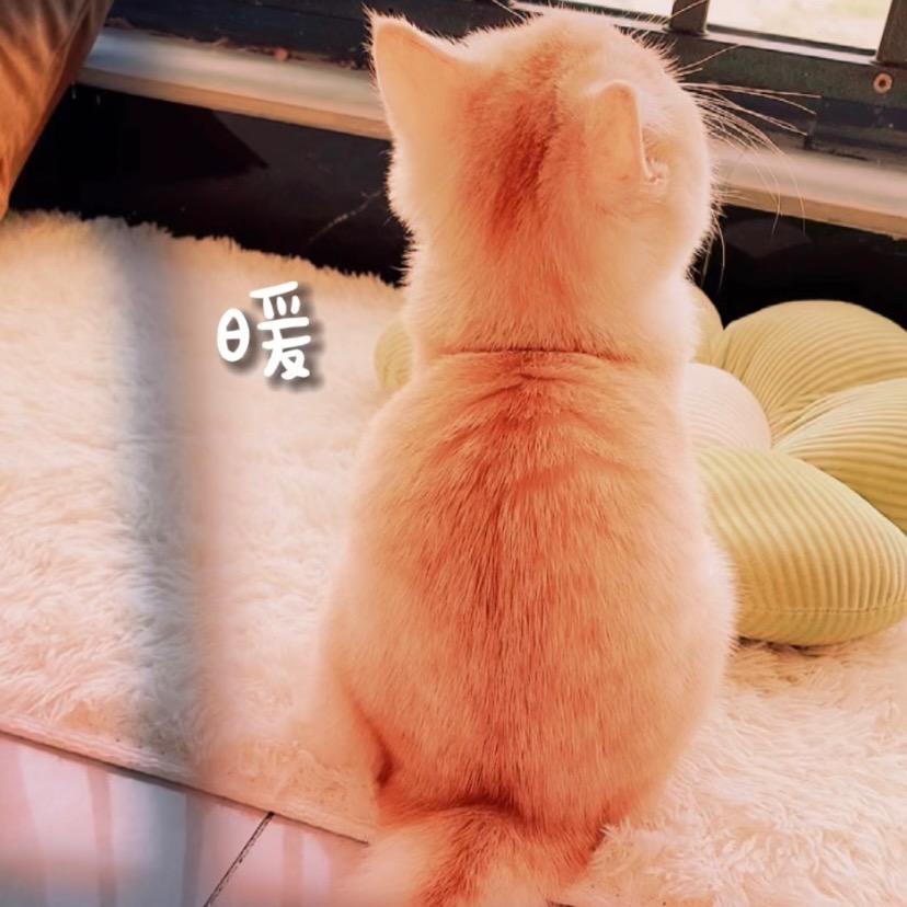 嗯昂喵一家