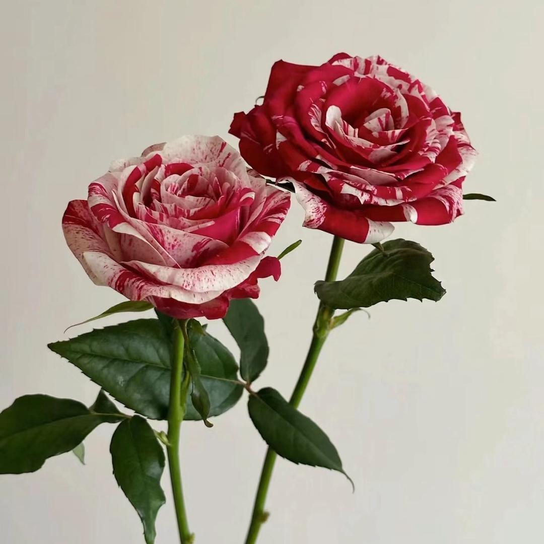 紫陌花舍