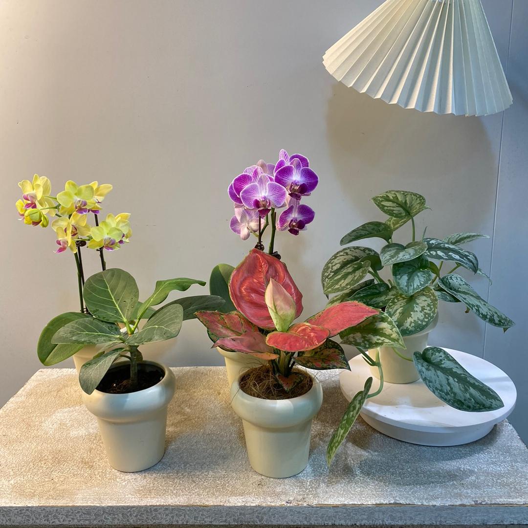 花小溪（慢生活)