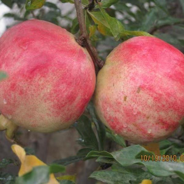 二疏果业V果之源