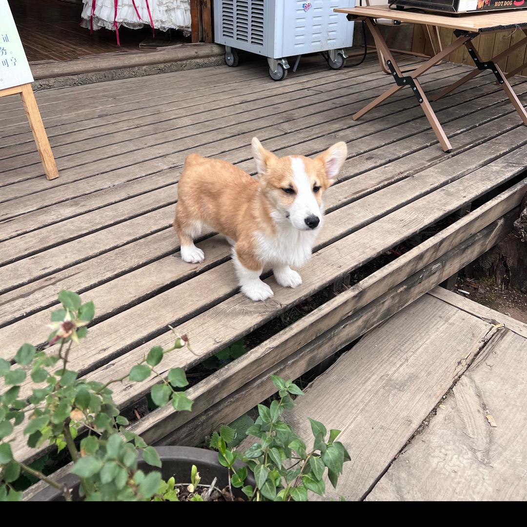 来来