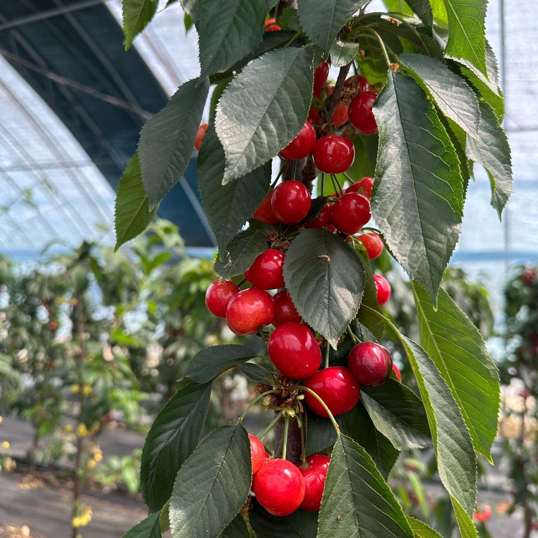 蕾希果树苗木专营店