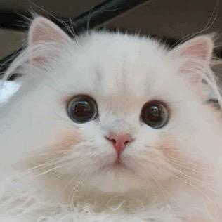 吃饼干犯法吗