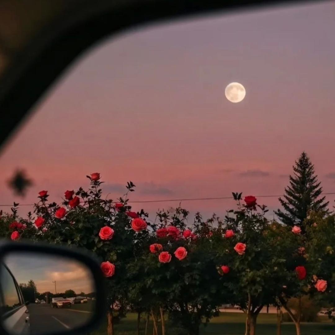 芋圆