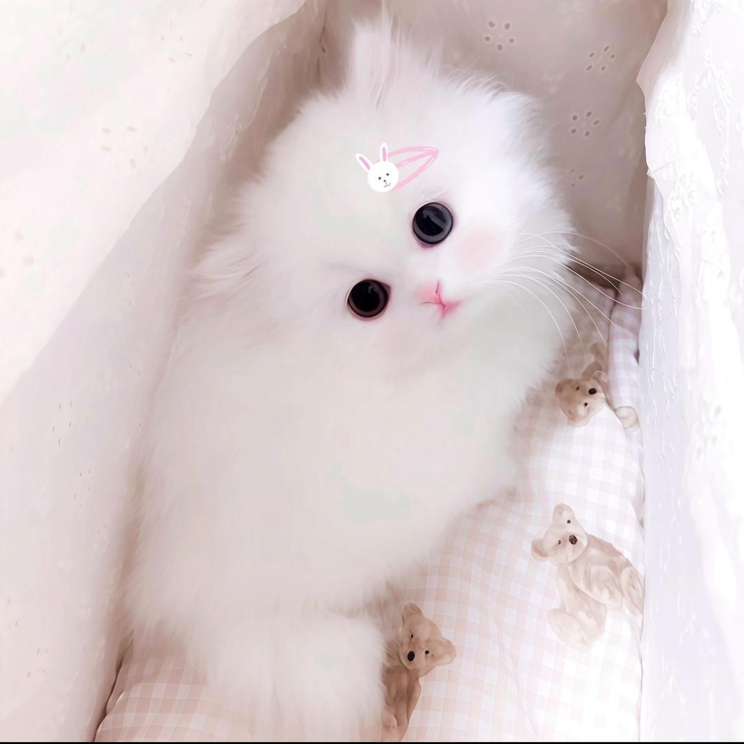 ꉂ ･ ༚ ･ ིྀต