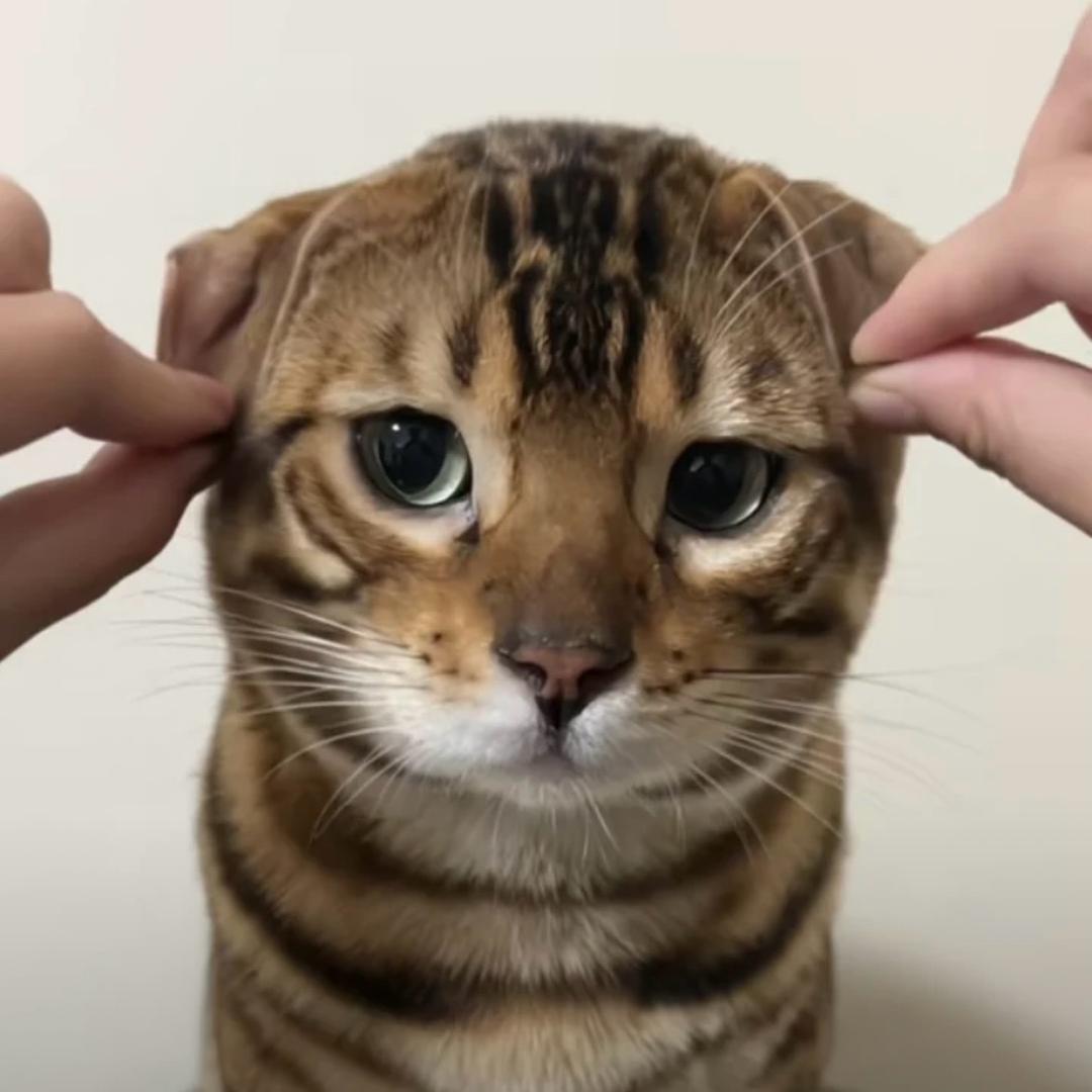 可惜你不是纯爱