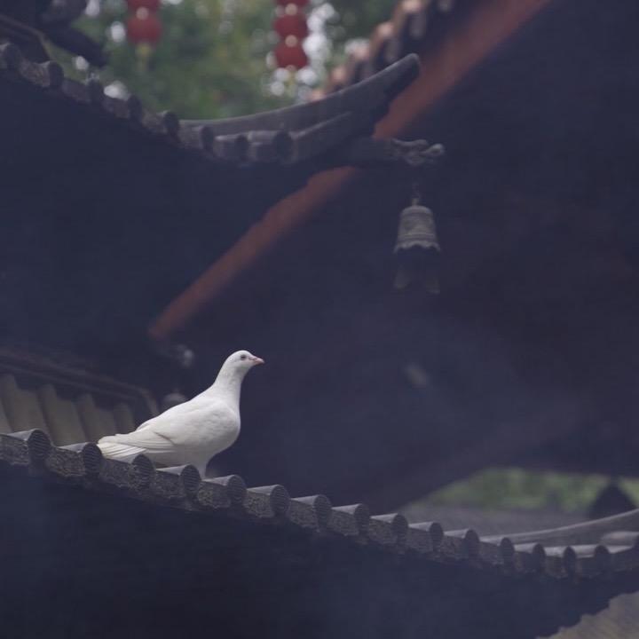 梓辰先生